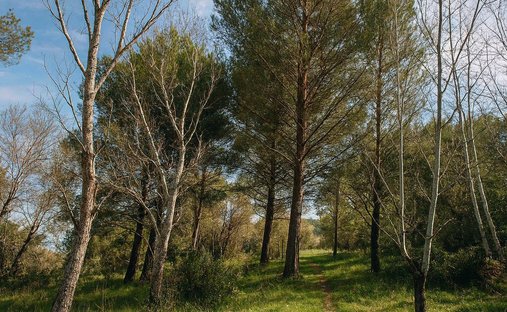 Land in Mallemort, Provence-Alpes-Côte d'Azur, France 1