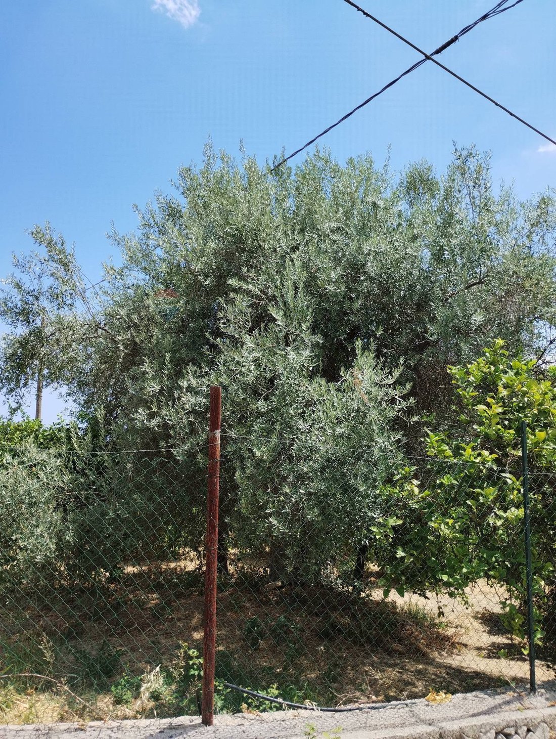 Sicily Ranch Azienda Agricola In Vendita A Noto In Sicily, Italy For Sale (17016040)