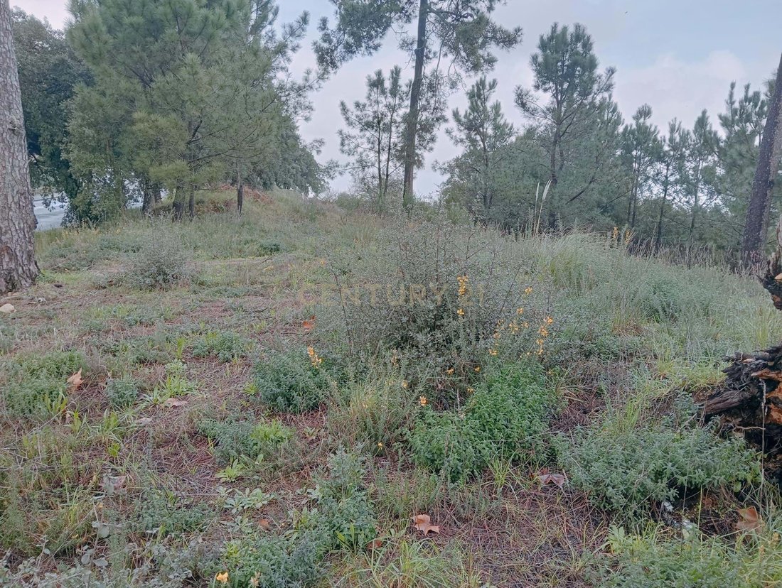 Land in Campanha, Porto District, Portugal 5 - 17010665