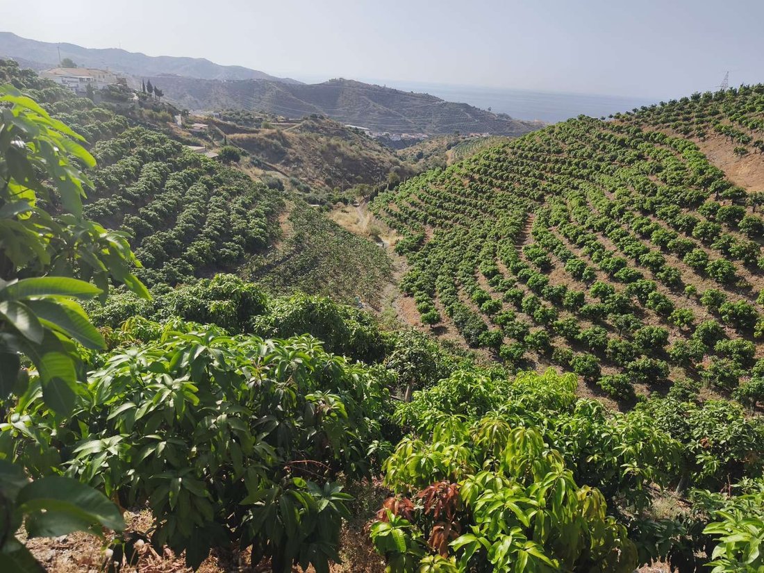 Finca in Rincon de la Victoria, Andalusia, Spain 1 - 17015014