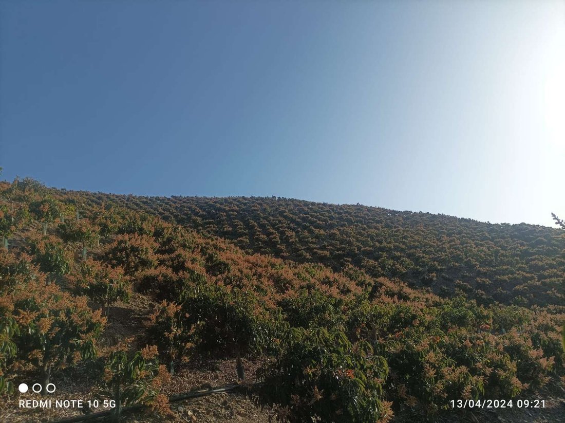 Finca in Rincon de la Victoria, Andalusia, Spain 5 - 17015014