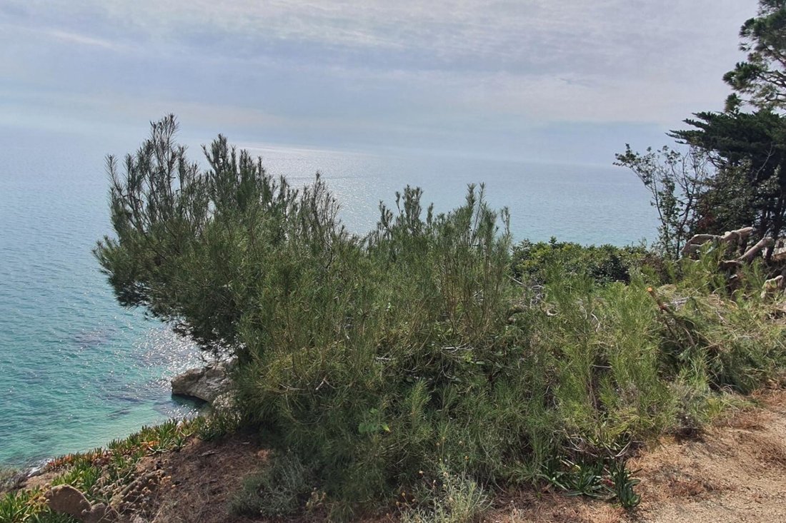 Land in Arenys de Mar, Catalonia, Spain 3 - 12030464