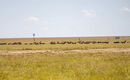 Land in Heilbron, Free State, South Africa 1