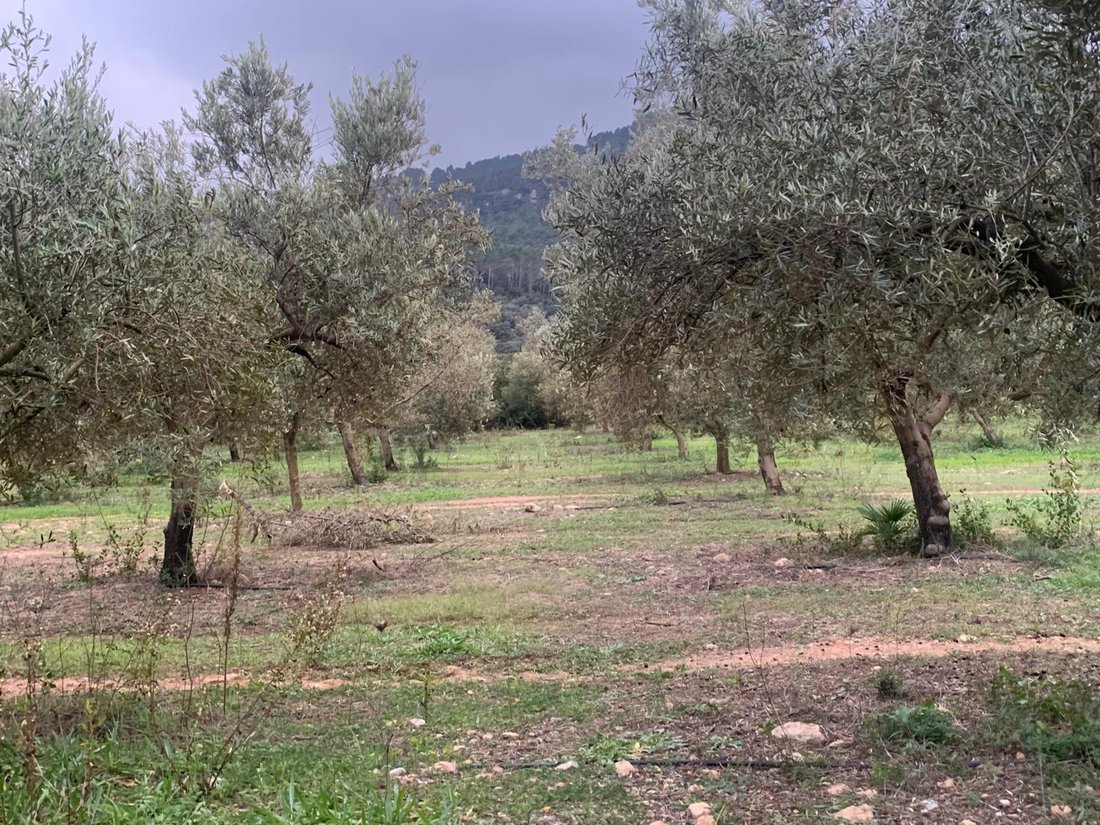 Finca in Esporles, Balearic Islands, Spain 4 - 11876363