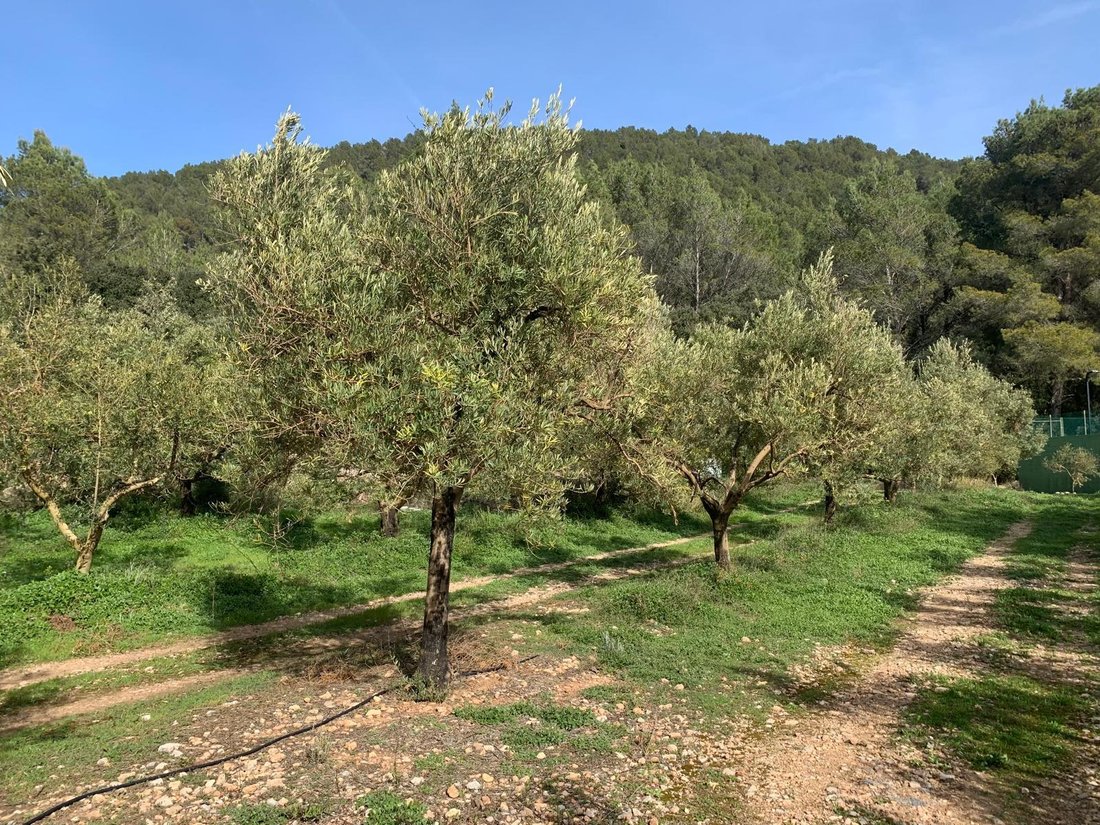 Finca in Esporles, Balearic Islands, Spain 3 - 11876363
