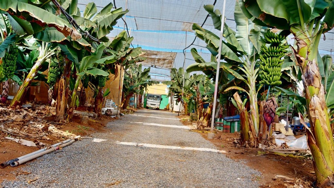 Land in Galdar, Kanarische Inseln, Spanien 3 - 17043528