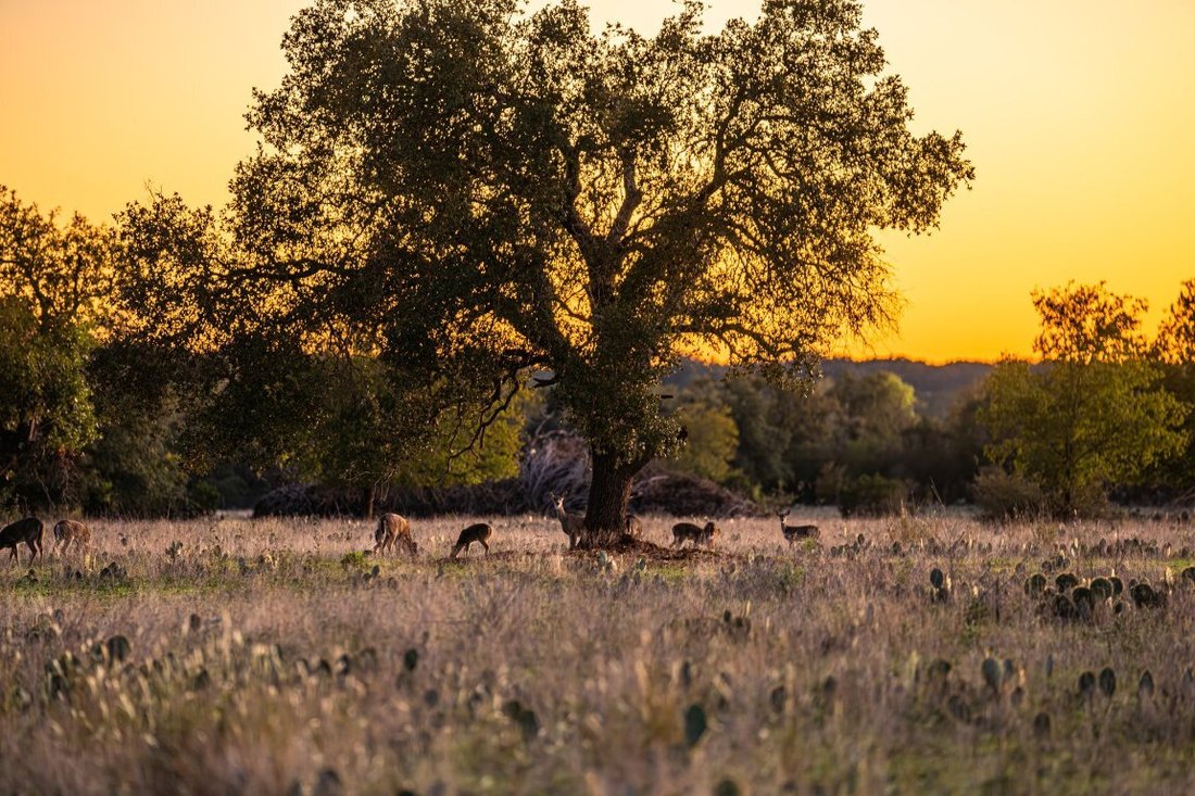 Farm Ranch in Salado, Texas, United States 4 - 17043969