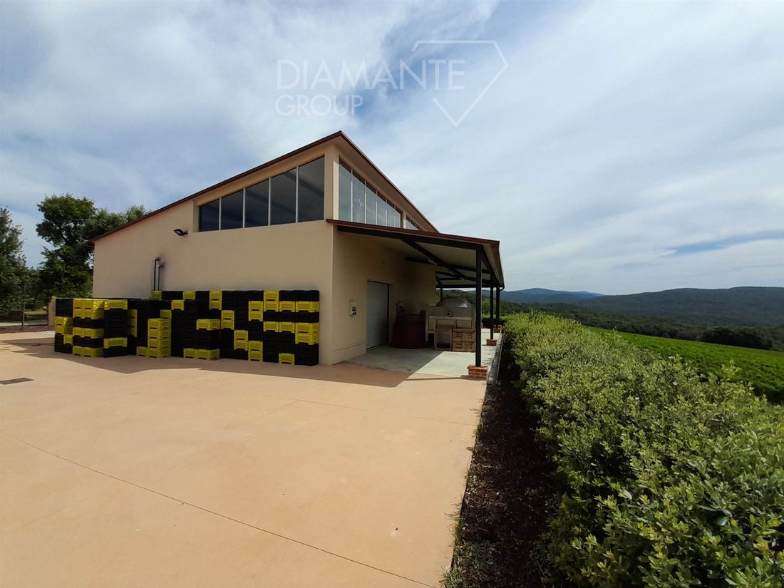 Farm Ranch in Massa Marittima, Tuscany, Italy 3 - 17043687