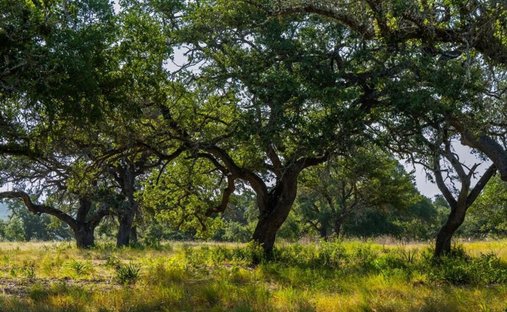 Land in Wimberley, Texas, United States 1