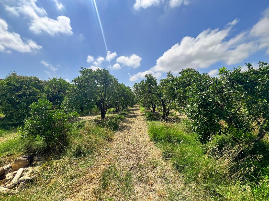 Land in San Martin del Tesorillo, Andalusia, Spain 3 - 15924184