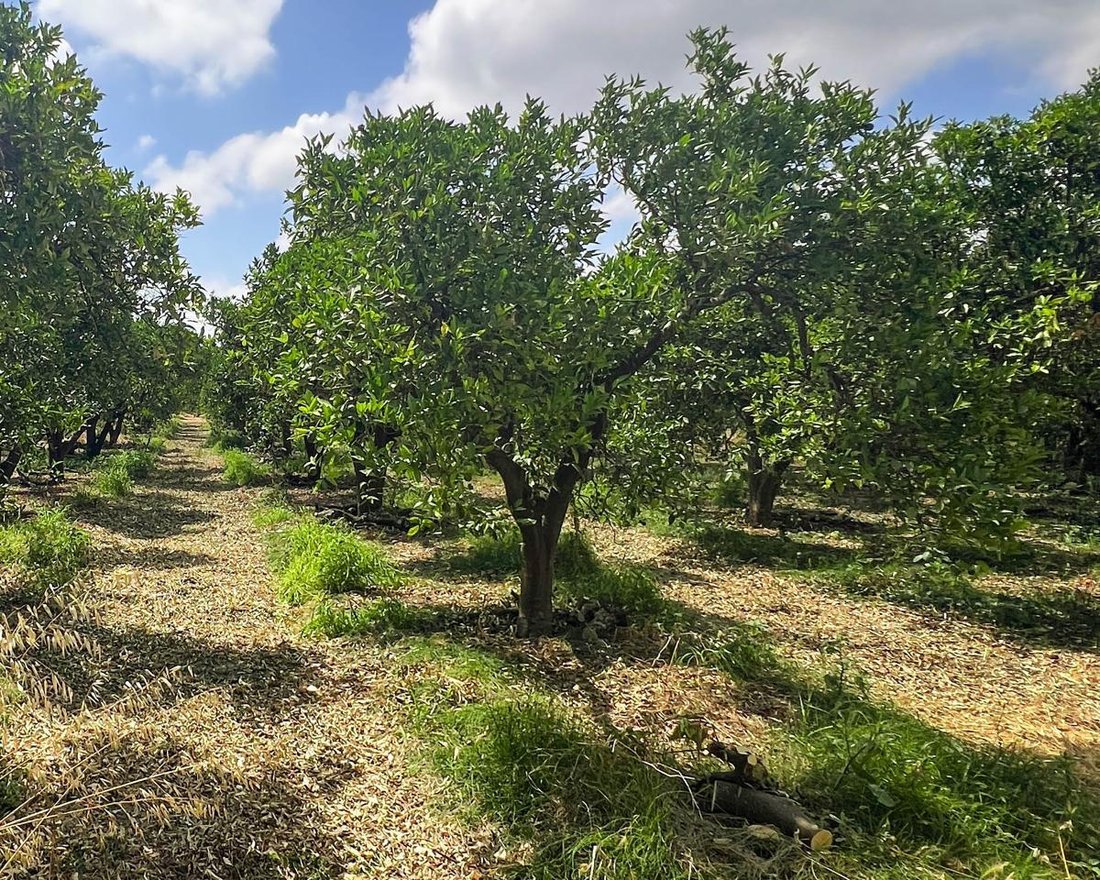 Land in San Martin del Tesorillo, Andalusia, Spain 4 - 15924184