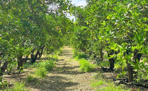 Land in San Martin del Tesorillo, Andalusia, Spain 1