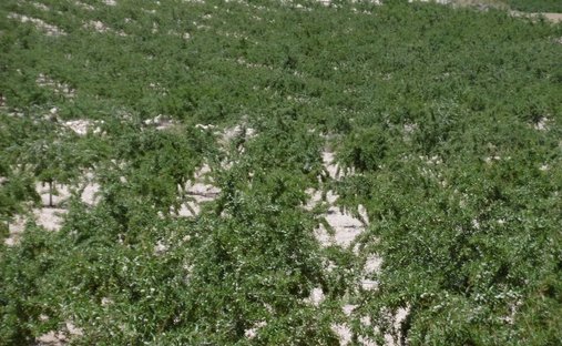 Land in Yecla, Región de Murcia, Spain 1