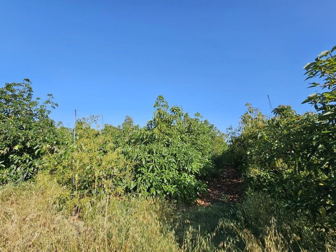 Anwesen in San Martín del Tesorillo, Andalusien, Spanien 5 - 17080291
