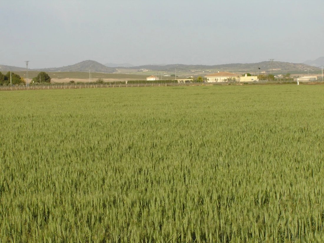 Land in Yecla, Región de Murcia, Spain 2 - 17076414