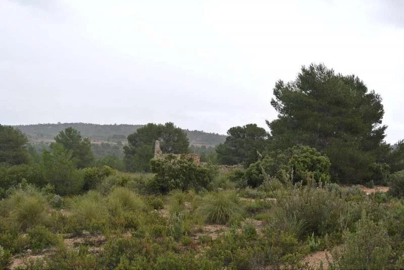 Terrain à Yecla, Murcie, Espagne 2 - 17081269