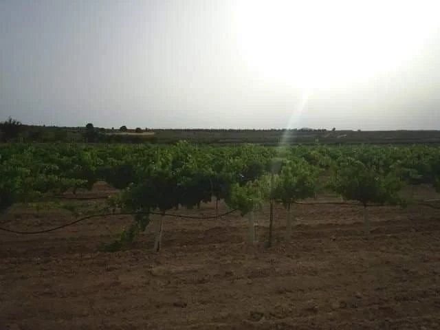 Land in Yecla, Región de Murcia, Spain 3 - 17077104
