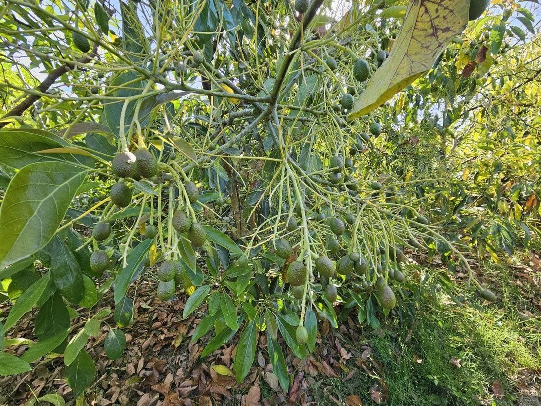 Anwesen in San Martín del Tesorillo, Andalusien, Spanien 2 - 17080291