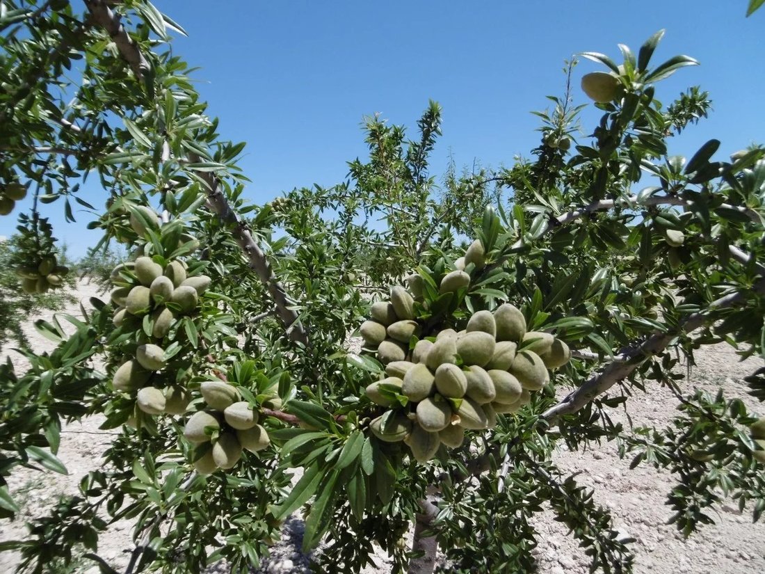 Land in Yecla, Región de Murcia, Spain 5 - 17076914