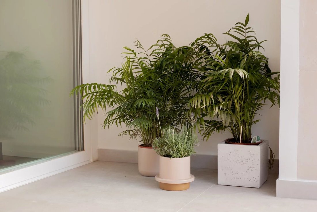 Apartment in Palma, Balearic Islands, Spain 3 - 17080300