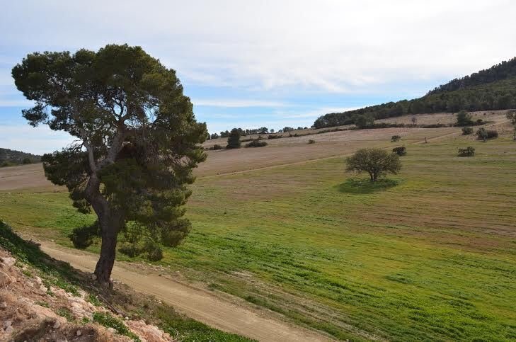 Land in Lorca, Region of Murcia, Spain 2 - 17082865
