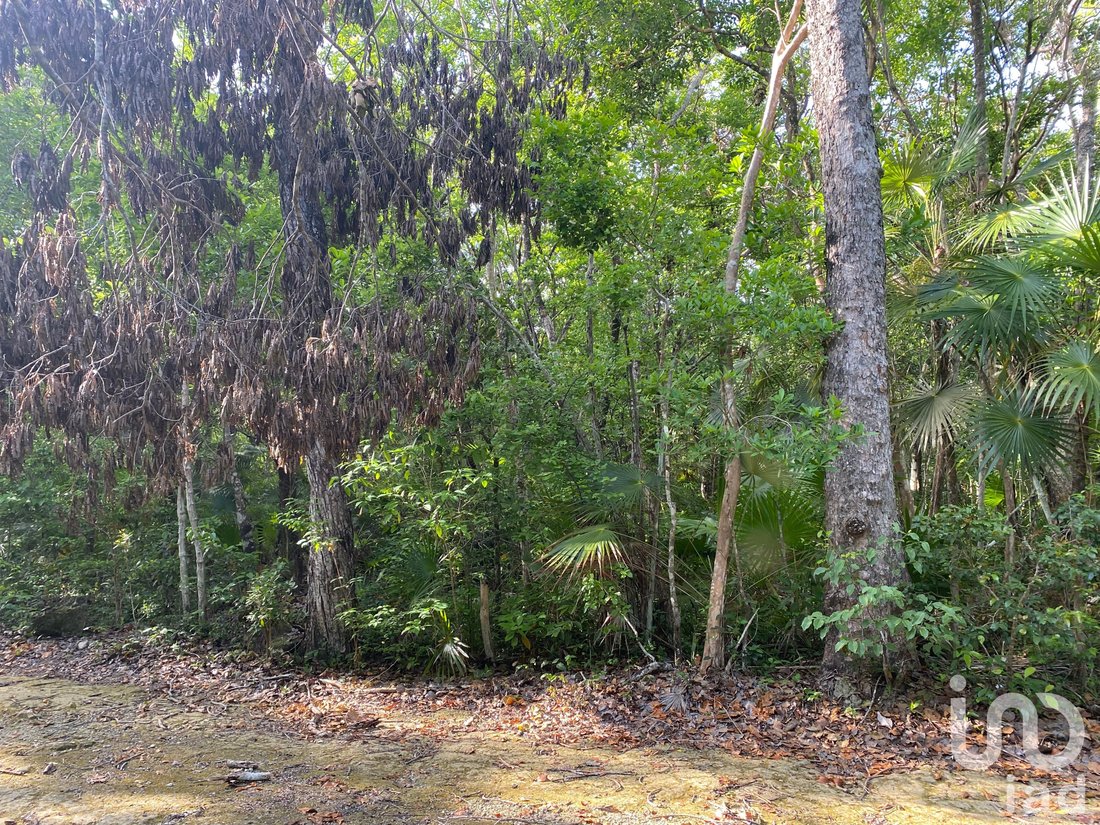 Land in Tulum, Quintana Roo, Mexico 3 - 17090571
