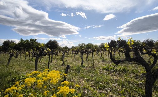 Provencal Farmhouse Of 277m² With Swimming Pool On Land Of Almost 2ha