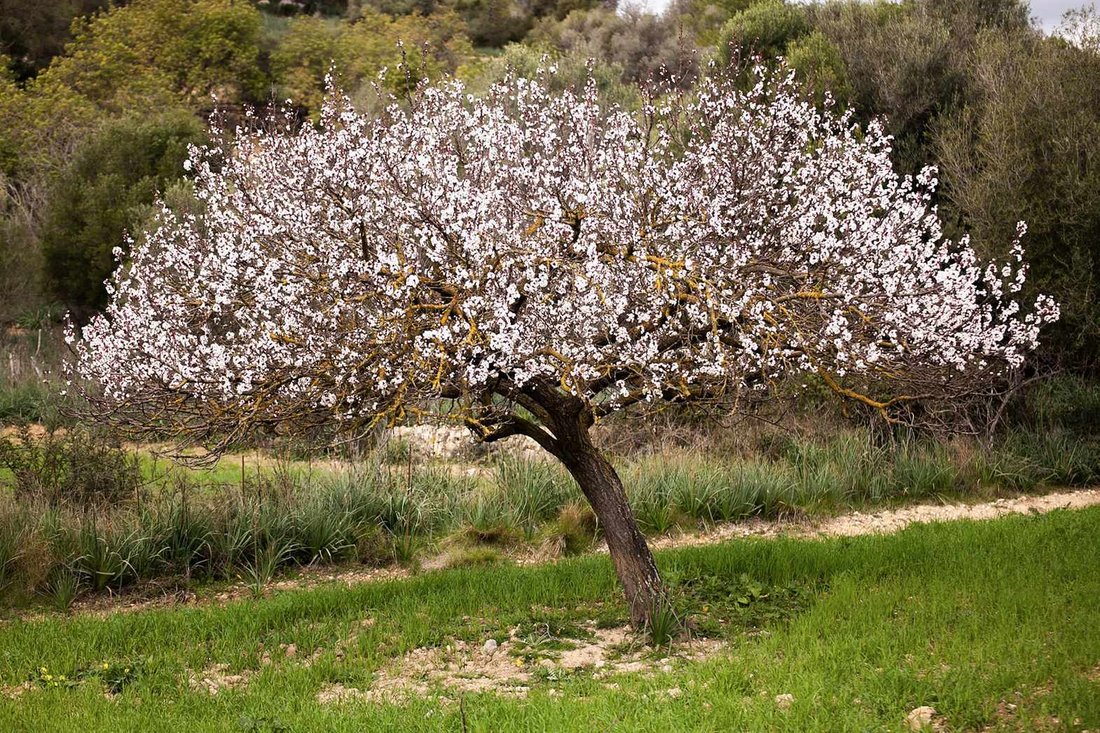 Country House in Palma, Balearic Islands, Spain 1 - 16403183