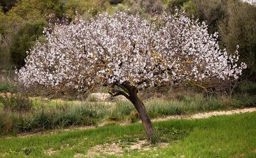 Maisons de campagne à Palma, Îles Baléares, Espagne 1