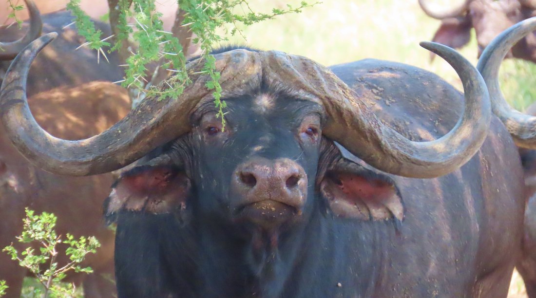 Farm Ranch in Thabazimbi, Limpopo, South Africa 1 - 17100281