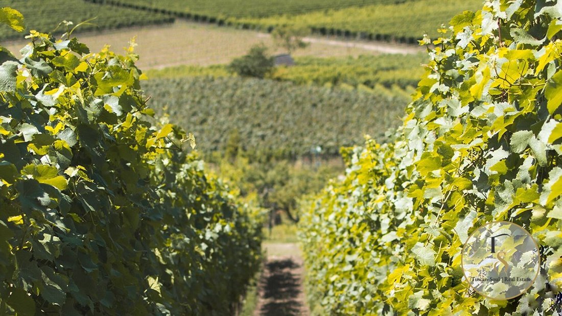 Farm Ranch in Montalcino, Toskana, Italien 1 - 17099894
