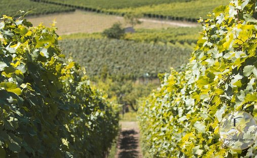 Azienda agricola a Montalcino, Toscana, Italia 1