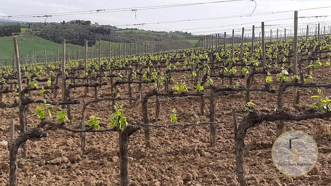 Farm Ranch in Montalcino, Toskana, Italien 2 - 17099894