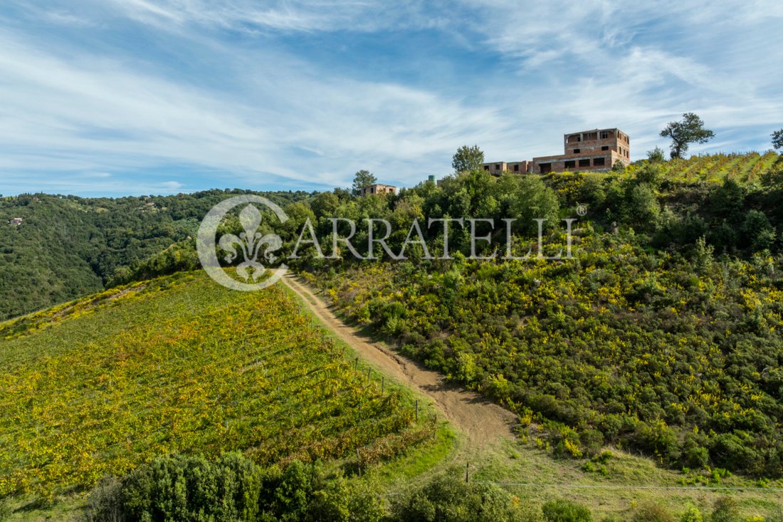 Scansano, Tuscany, Italy 2 - 16162719