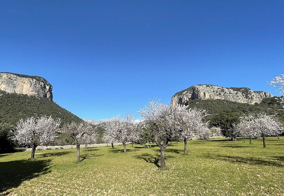 Land in Alaro, Balearic Islands, Spain 1 - 16608605