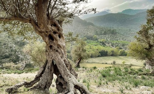 Terrain à Palma, Îles Baléares, Espagne 1