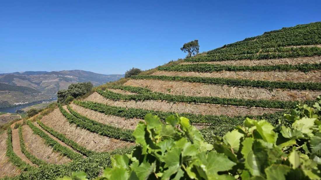 Land in Ervedosa do Douro, Viseu District, Portugal 2 - 16859222