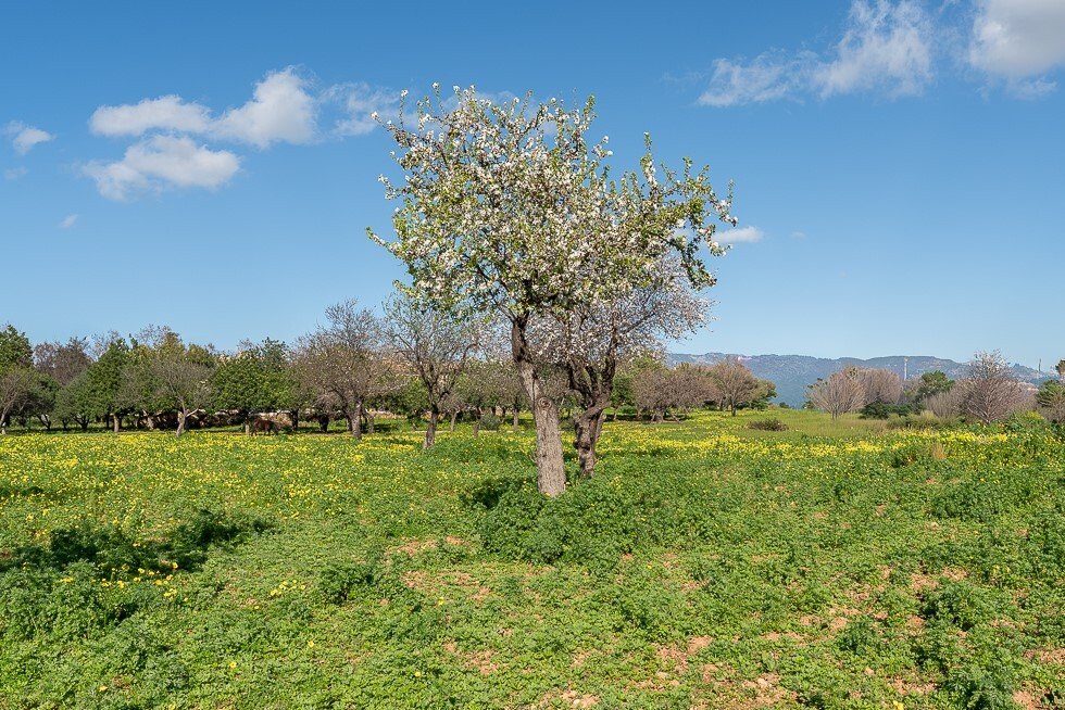 Country House in Palma, Balearic Islands, Spain 2 - 17136432