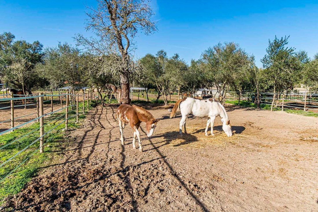 Finca in Montuiri, Balearic Islands, Spain 5 - 17134378