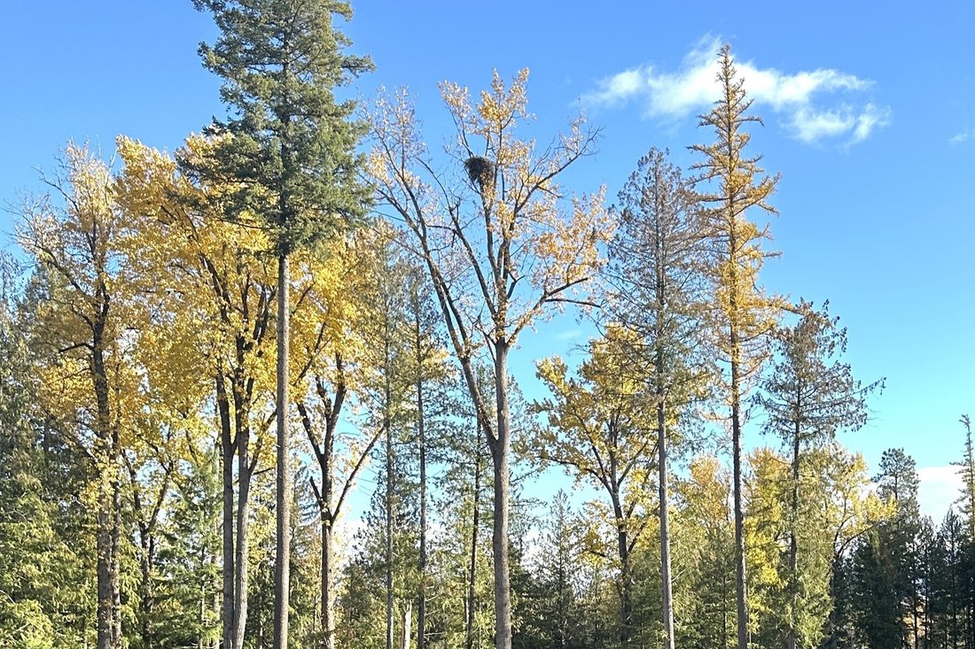 Land in Sandpoint, Idaho, United States 4 - 17139127