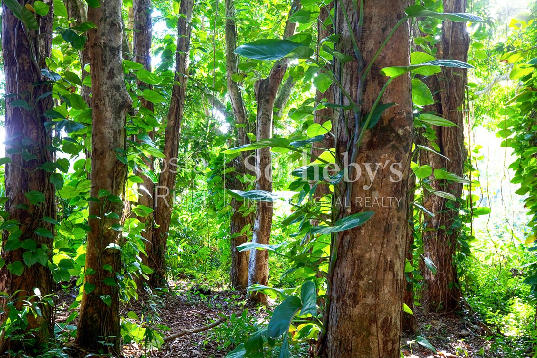 Land in Asunción, Limón Province, Costa Rica 2 - 10907264