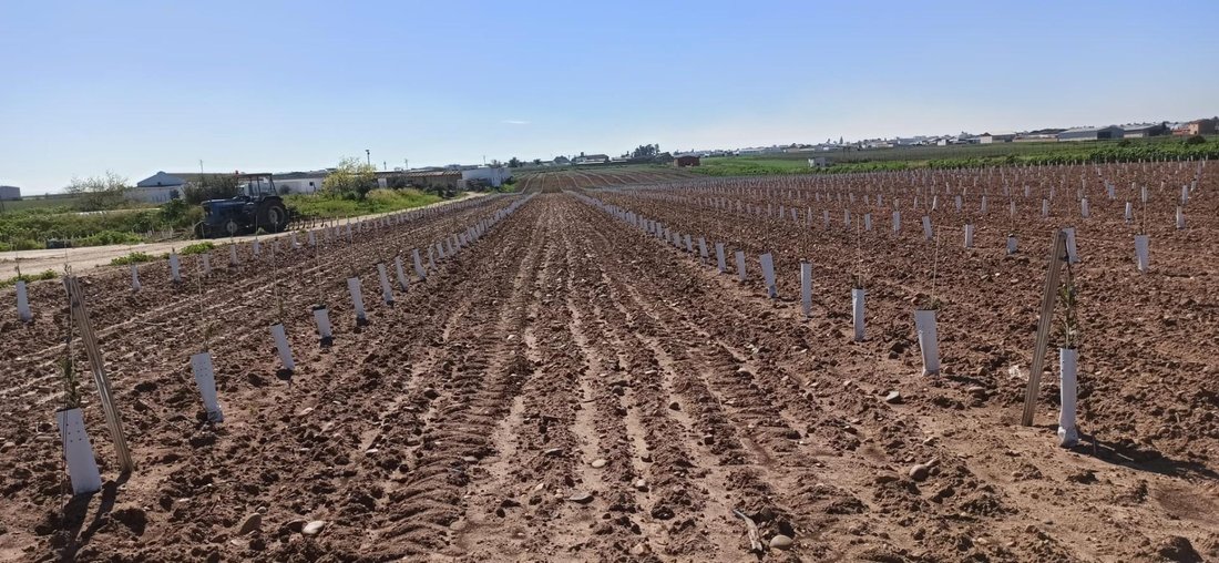 Land in Fuentes de Andalucia, Andalusia, Spain 4 - 17144807