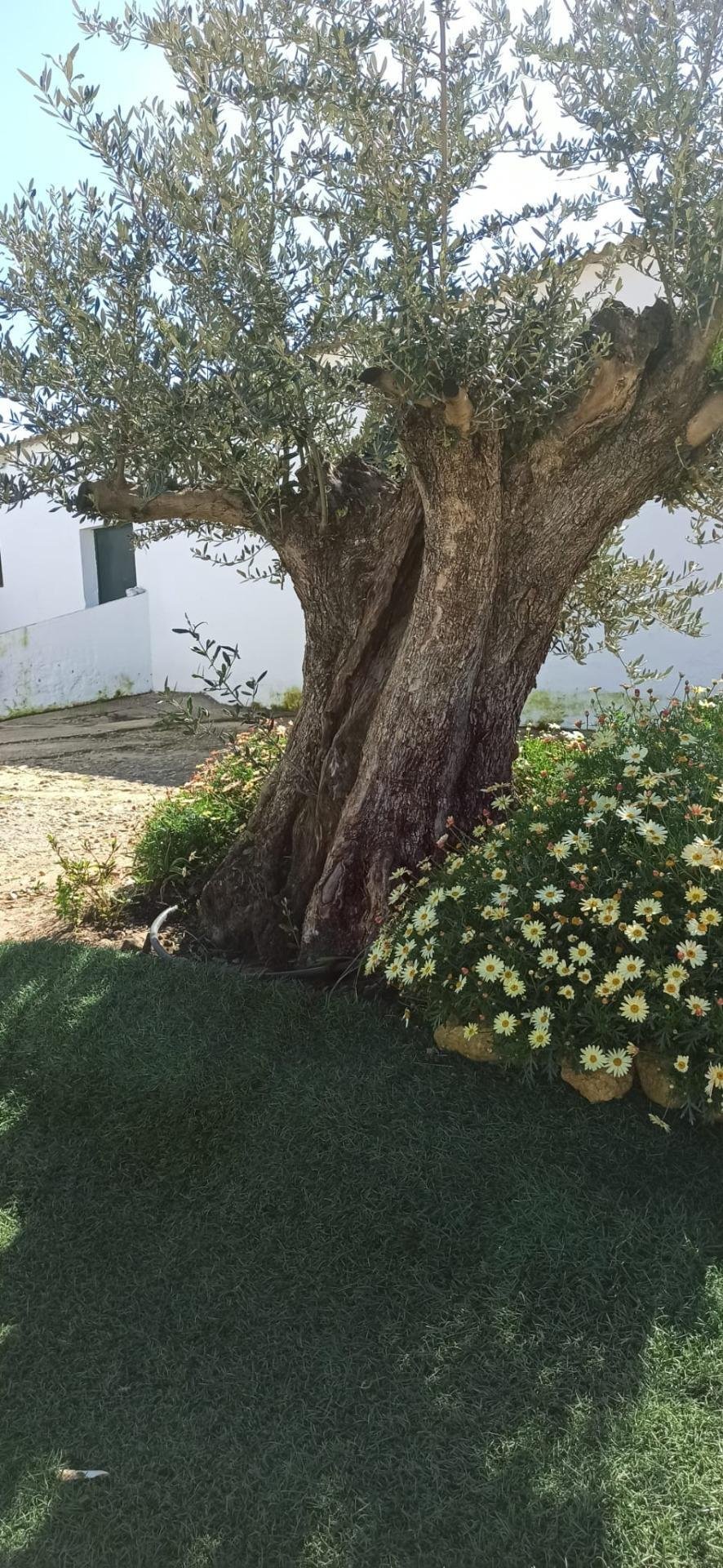 Land in Fuentes de Andalucia, Andalusia, Spain 2 - 17144807