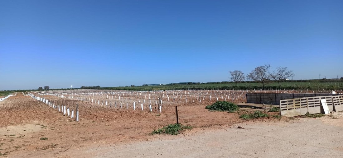 Land in Fuentes de Andalucia, Andalusia, Spain 5 - 17144807