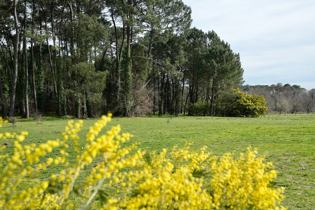 Estate in Seignosse, Nouvelle-Aquitaine, France 2 - 17152002