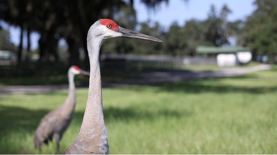 Farm Ranch in The Villages, Florida, United States 4 - 17181264