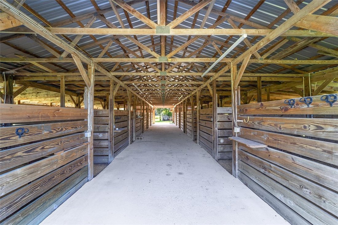 Farm Ranch in Belleview, Florida, United States 4 - 17179738