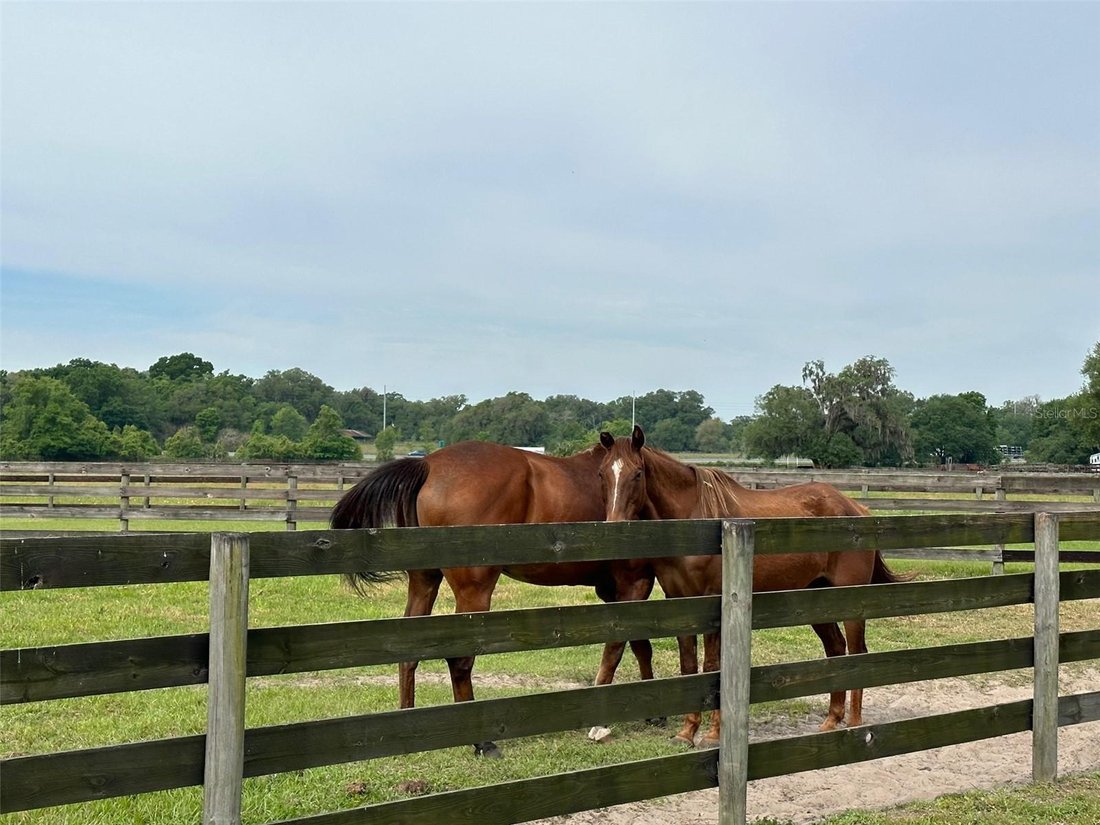 Land in Ocala, Florida, United States 4 - 17182469
