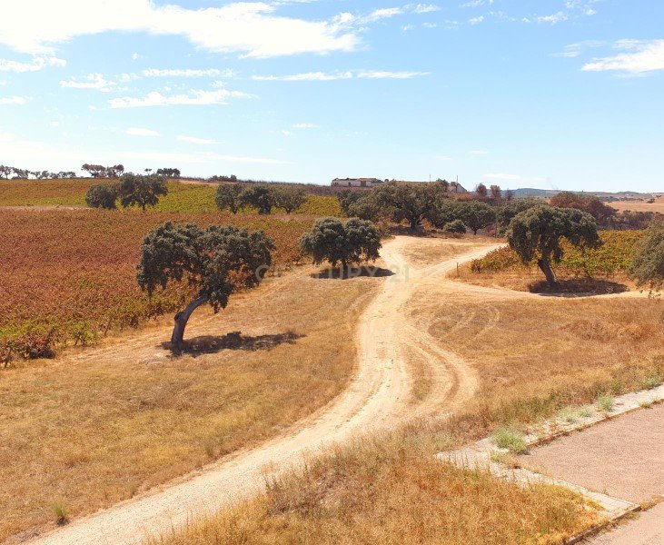 Farm Ranch in Terrugem e Vila Boim, Portalegre District, Portugal 2 - 14235379