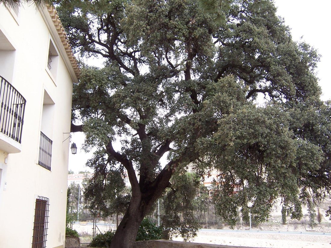Villa in Mula, Región de Murcia, Spain 4 - 17228761